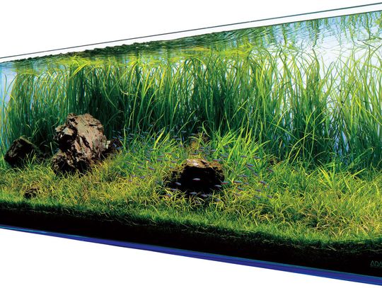 Akwarium w domu: fascynujący świat podwodny w zasięgu ręki