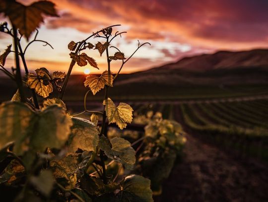 Czerwone cuda z Włoch - odkryj różnorodność lokalnych szczepów