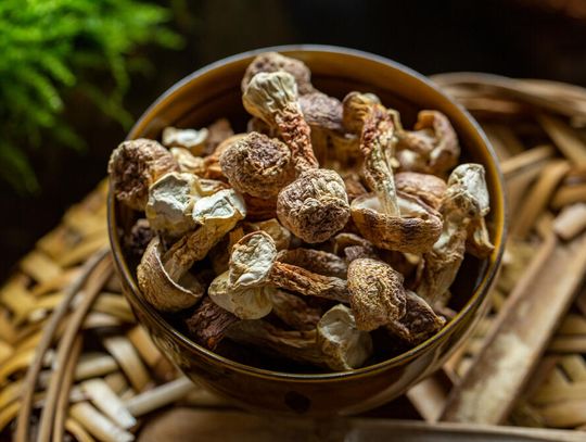 Czym jest grzyb agaricus i jakie są jego właściwości