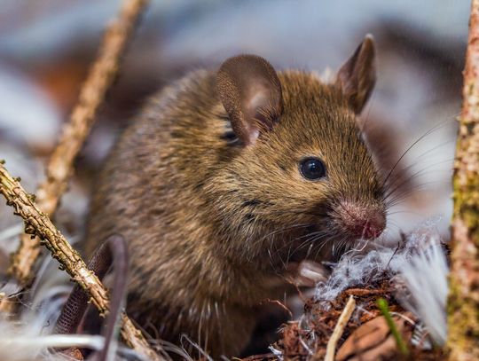 Deratyzacja to dobra usługa