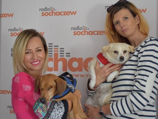 Justyna Rydel: Zwierzę to nie zabawka