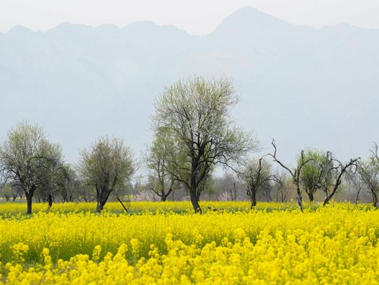 Kompletne rozwiązania do zwalczania chwastów przed wschodami rzepaku