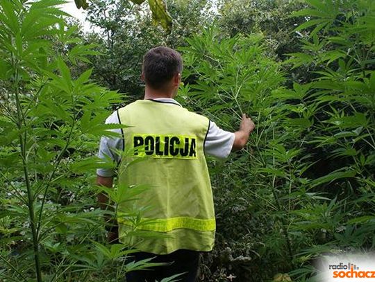 Kryminalni z Nowego Dworu zlikwidowali plantację marihuany w Puszczy Kampinoskiej