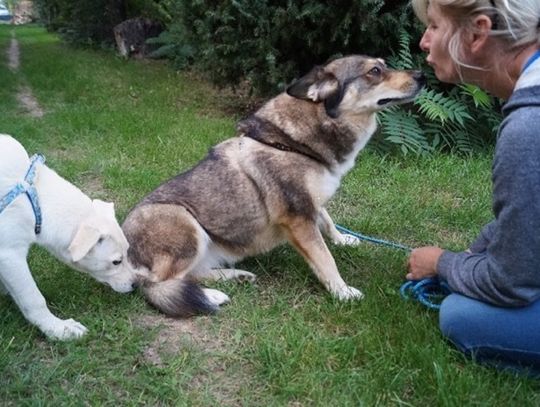 Kudłaci Przyjaciele Marty do przygarnięcia