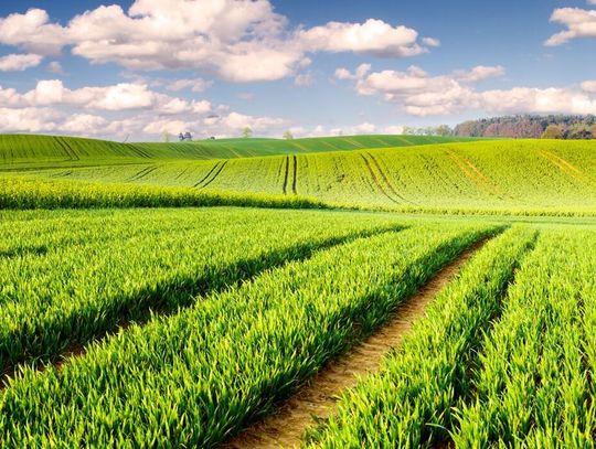 Mączka bazaltowa – naturalne wsparcie dla żyzności gleby i zdrowia roślin