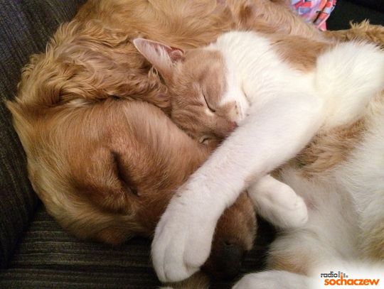 Międzynarodowy Dzień Zwierząt