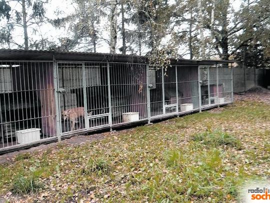 "Mieszkańcy Sochaczewa" skierowali do prezydenta RP petycję w sprawie schroniska Azorek