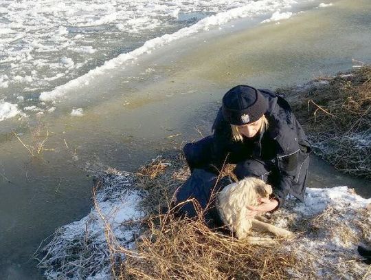 Młodzieszyńscy policjanci uratowali psa