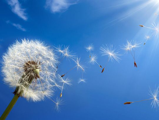 Mniszek lekarski – najważniejsze informacje