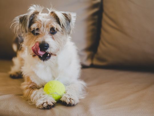 Najlepsze legowiska dla małych psów - czy wiesz, jak wybrać posłanie dla pupila?