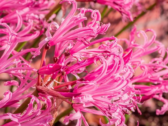 Nerina Bowdena – atrakcyjna roślina kwitnąca z rodziny amarylkowatych