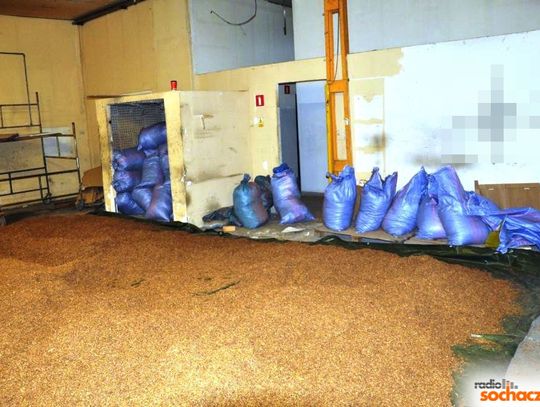 Nielegalna fabryka papierosów w Teresinie