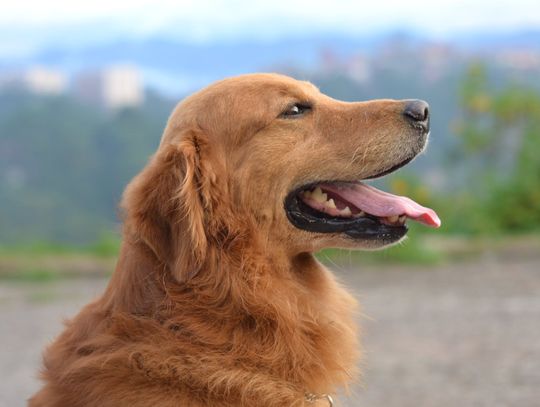 Odwiedź Beskidy razem ze swoim pupilem - urlop z psem w hotelu Górski Raj