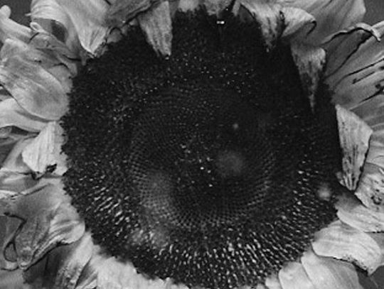 "Ostatni dzień lata" Ralpha Kaminskiego "Ostatni dzień lata" Ralpha Kaminskiego