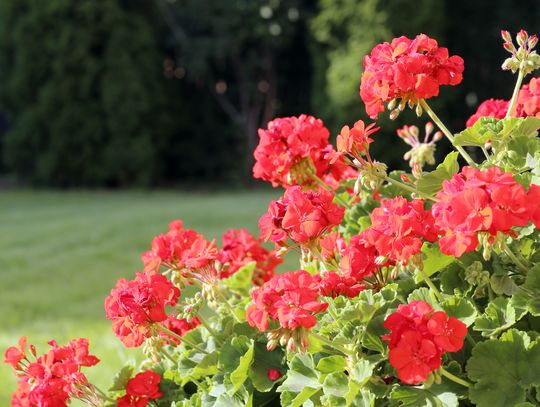 Pelargonie w domowym ogrodzie – jak pielęgnować te kolorowe kwiaty?