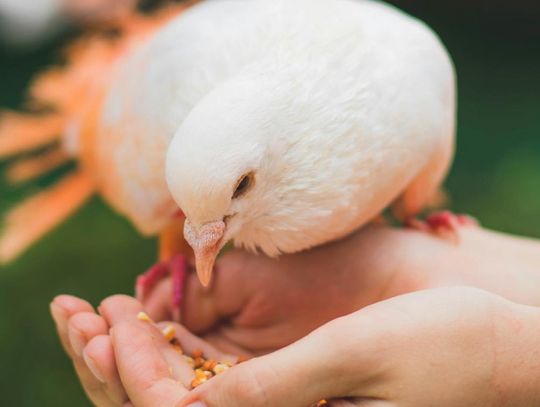 Podstawowe zasady żywienia gołębi. Czym karmić ptaki?