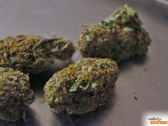 Policja: Mundurowi wezwani do jednego z sochaczewskich gimnazjów w sprawie kradzieży znaleźli przy sprawcy marihuanę