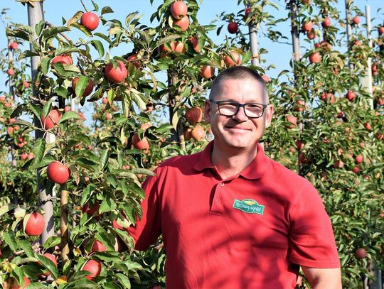 Przemysław Wasilewski o tegorocznych zbiorach jabłek
