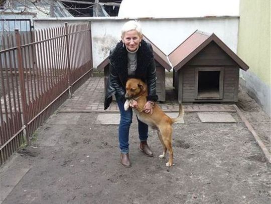 Schronisko Azorek do zamknięcia?