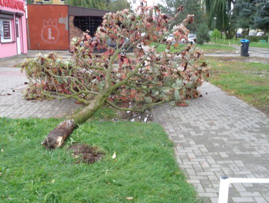 Silny wiatr spowodował wiele zniszczeń 