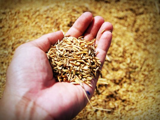 Skrobia pszenna – jak stosuje się dodatki do żywności?