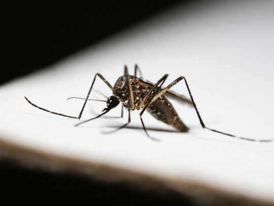 Skuteczne odkomarzanie w Warszawie – jak chronić siebie i rodzinę przed uciążliwymi komarami