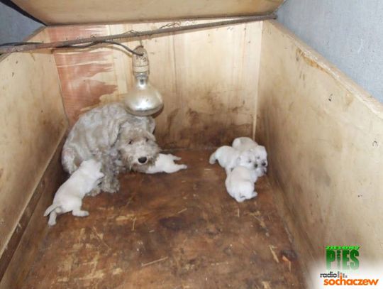 Sochaczew: Pseudohodowla psów przy ulicy Kwiatów Polnych