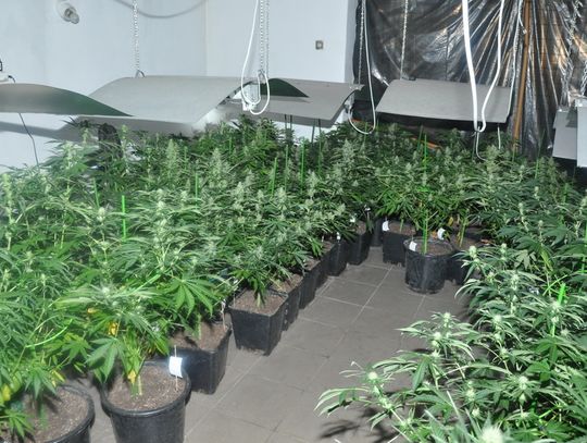 Sochaczewscy policjanci zlikwidowali plantację marihuany