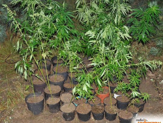 Sochaczewscy policjanci znaleźli i zlikwidowali uprawę marihuany