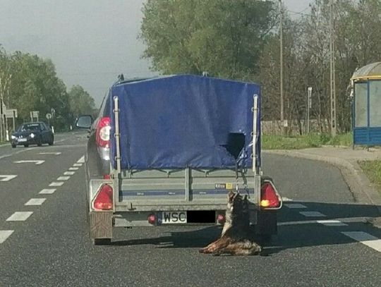 Sprawę psa ciągniętego za samochodem bada prokuratura