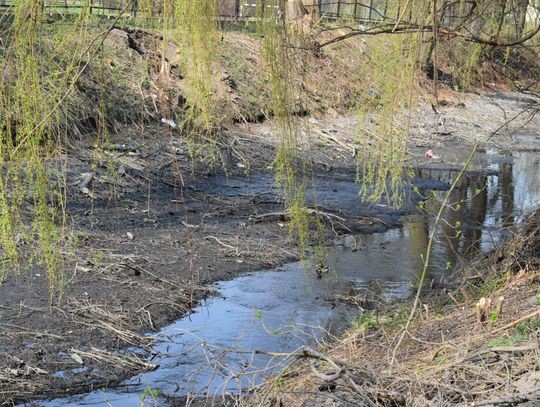 Staw w parku Garbolewskiego: jedni wybierają dno, a inni karasie