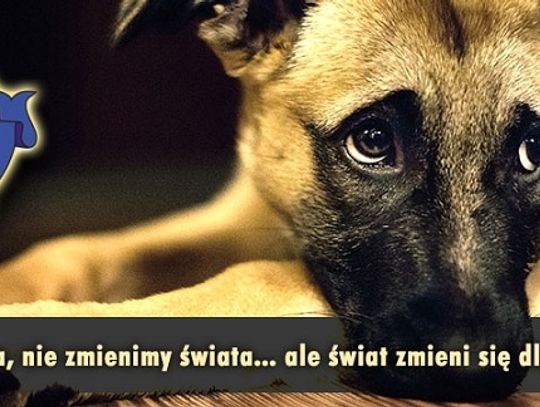 Szukamy domu dla Azorka