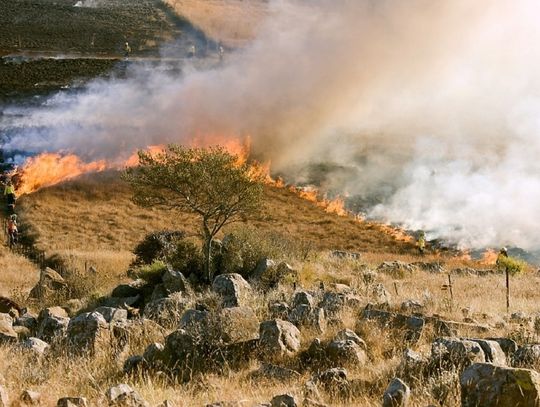 TO MASZ w sobotę: Wypalenie trawy źle wpływa na ziemię