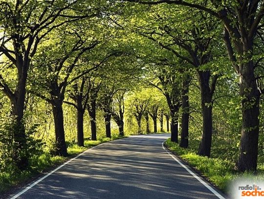 Usuwanie drzew i krzewów przez Urząd Marszałkowski