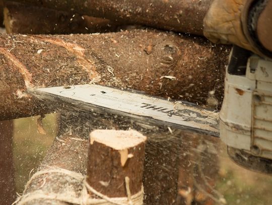 W Sochaczewie nie występuje zjawisko nadmiernej wycinki drzew