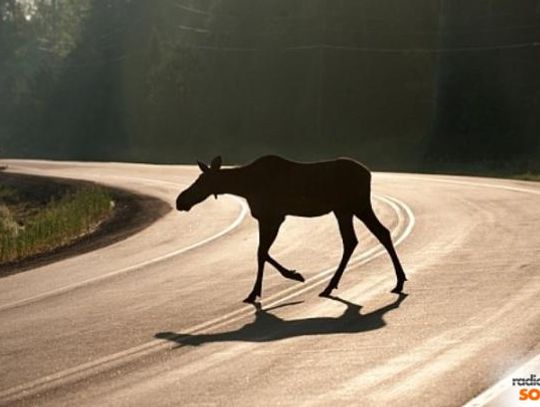 Weterynarz radzi: Co zrobić kiedy napotka się ranne zwierze?