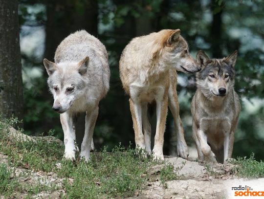 Wilki w Kampinoskim Parku Narodowym