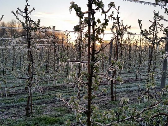 Wkrótce rolnicy dostaną rekompensaty za straty na skutek majowych przymrozków