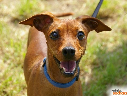 Wolontariuszki z Azorka - jak pomagają