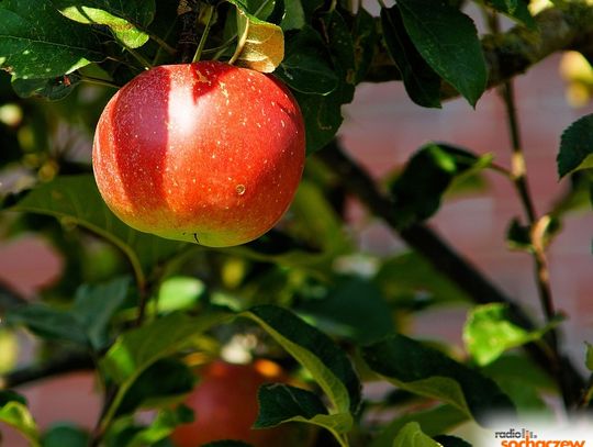 Wschodnie rynki otwierają się na eksporterów jabłek z Polski