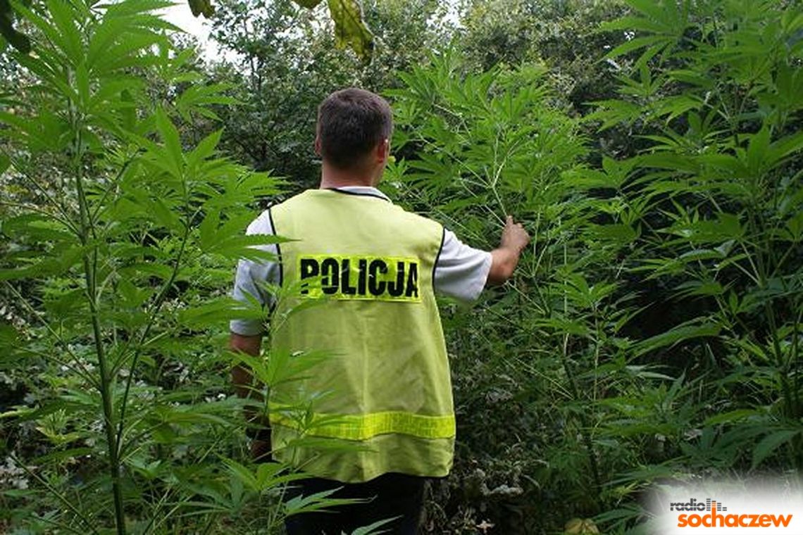 100 krzewów marihuany odkryli policjanci na działce należącej do 29-latka z Żyrardowa 100 krzewów marihuany odkryli policjanci na działce należącej do 29-latka z Żyrardowa