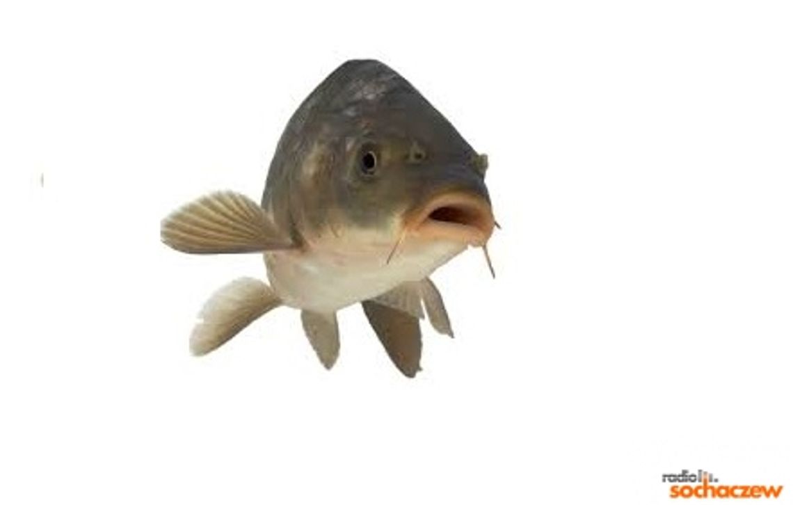 Jak obejść się z karpiem? Jak obejść się z karpiem?