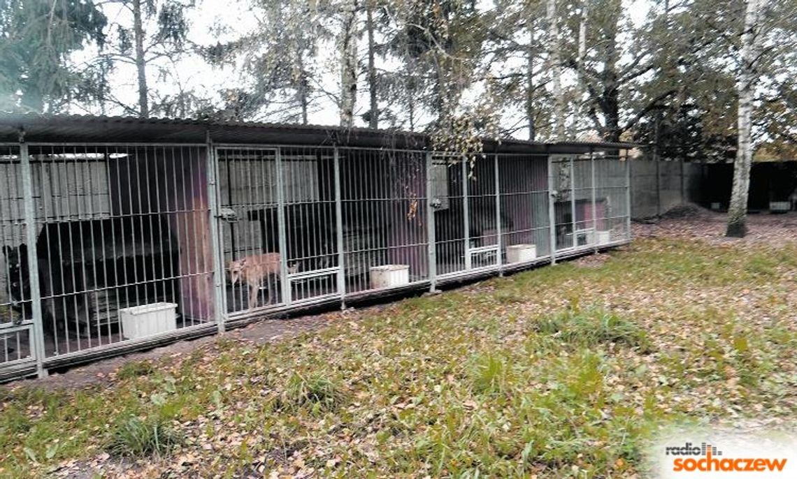 "Mieszkańcy Sochaczewa" skierowali do prezydenta RP petycję w sprawie schroniska Azorek "Mieszkańcy Sochaczewa" skierowali do prezydenta RP petycję w sprawie schroniska Azorek