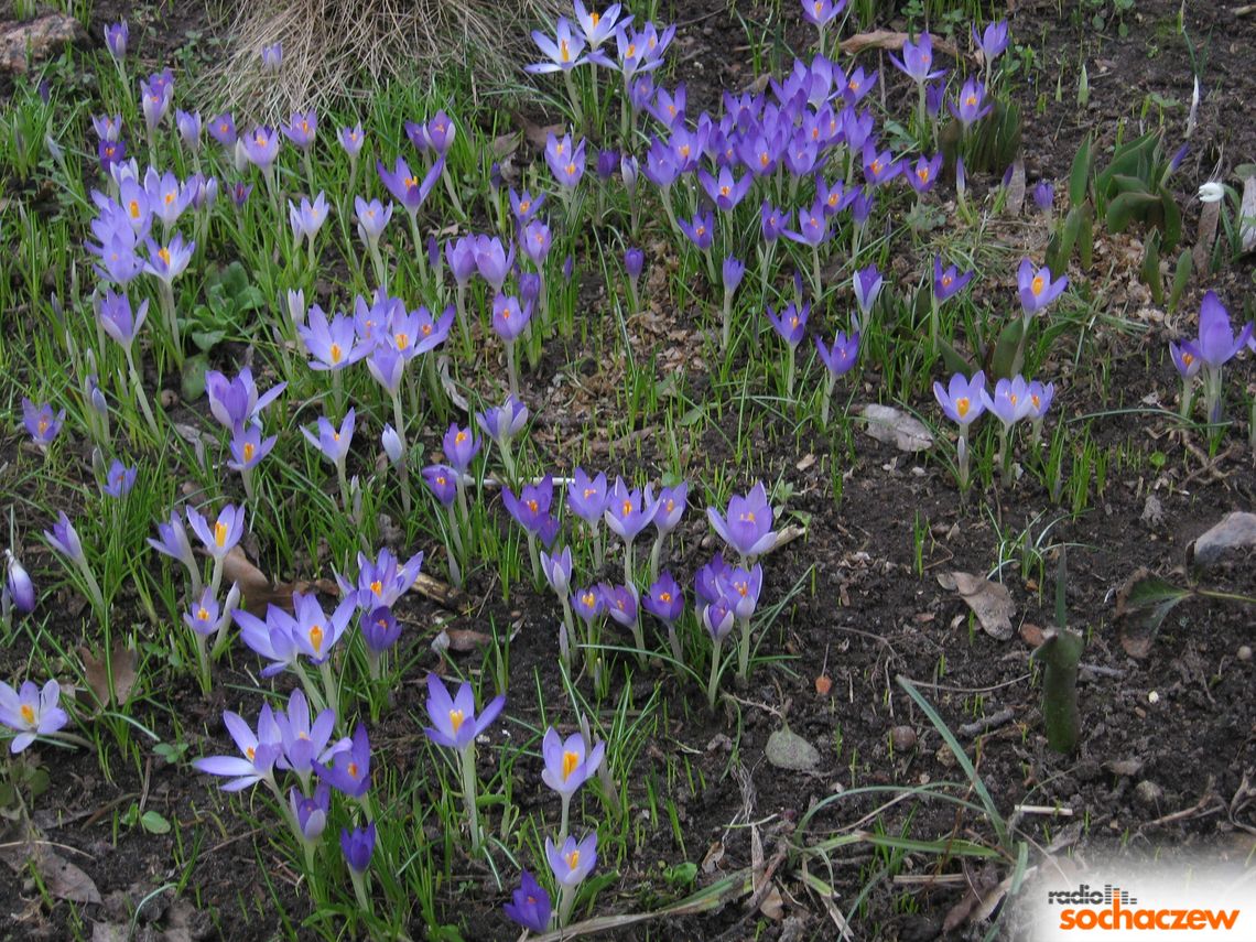 Najmłodsi i wiosna Najmłodsi i wiosna