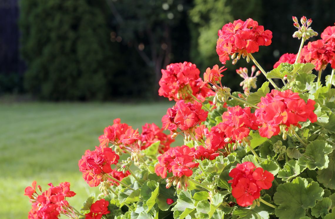 Pelargonie w domowym ogrodzie – jak pielęgnować te kolorowe kwiaty?