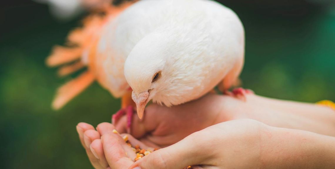 Podstawowe zasady żywienia gołębi. Czym karmić ptaki? Podstawowe zasady żywienia gołębi. Czym karmić ptaki?