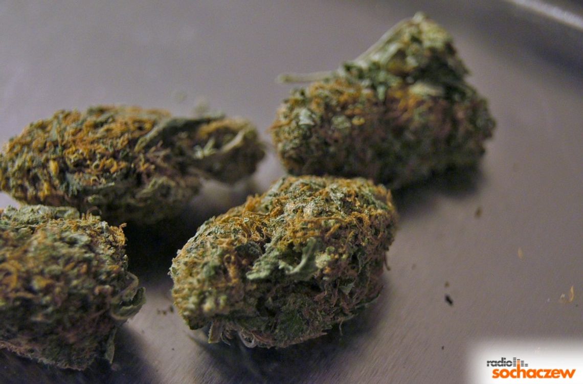 Policja: Mundurowi wezwani do jednego z sochaczewskich gimnazjów w sprawie kradzieży znaleźli przy sprawcy marihuanę