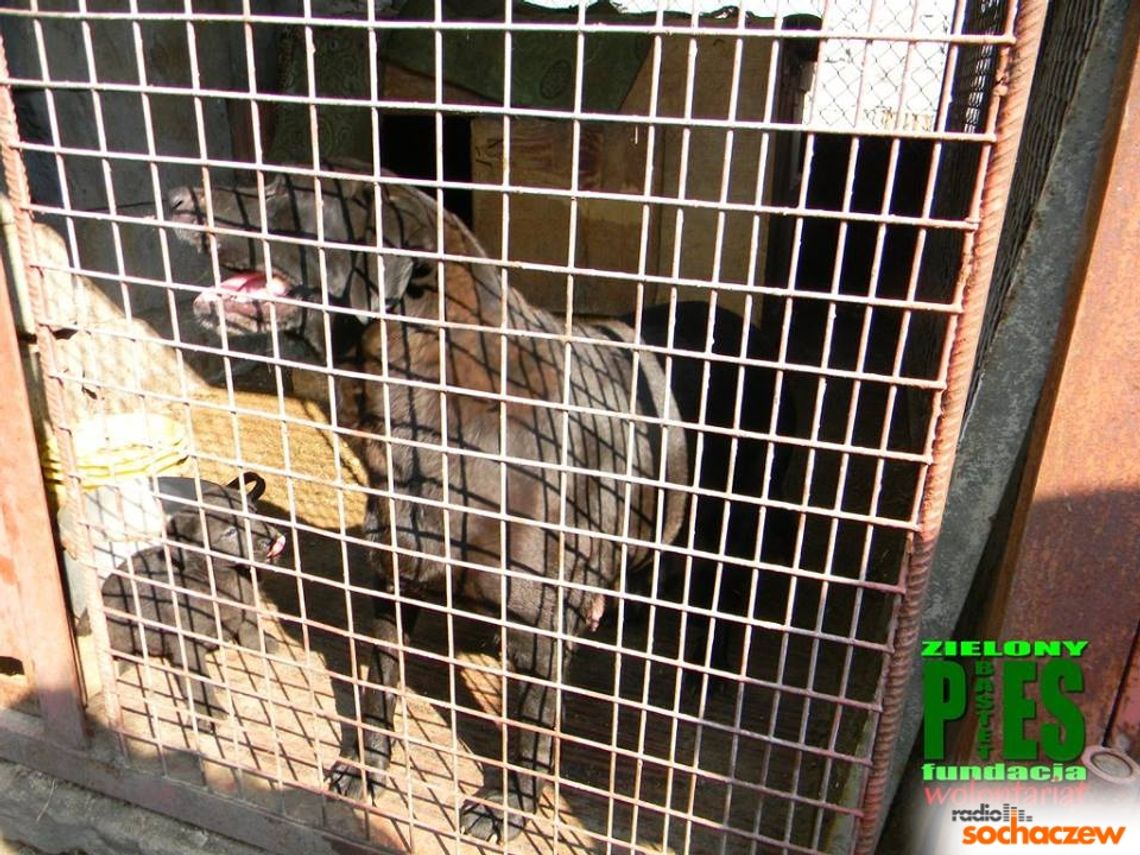 Policja: Pseudohodowla psów w Sochaczewie - zlikwidowana