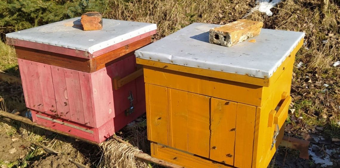 Pszczelarz Artur Plichta szuka ukradzionych czterech uli z pszczołami