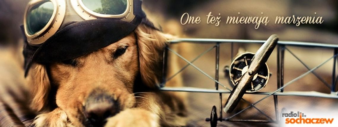 Sąsiedzi "Azorka" o schronisku Sąsiedzi "Azorka" o schronisku